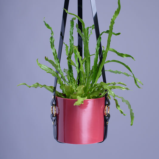 Harness Plant Hanger - Black PVC - Gold Hardware