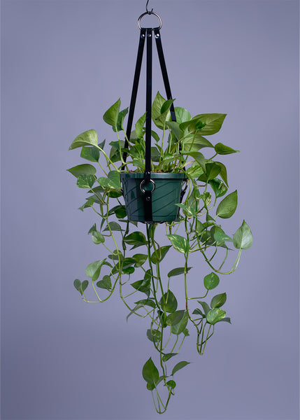 Harness Plant Hanger - Black PVC - Silver Hardware