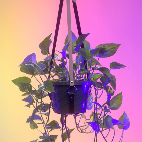 Harness Plant Hanger - Black PVC - Silver Hardware